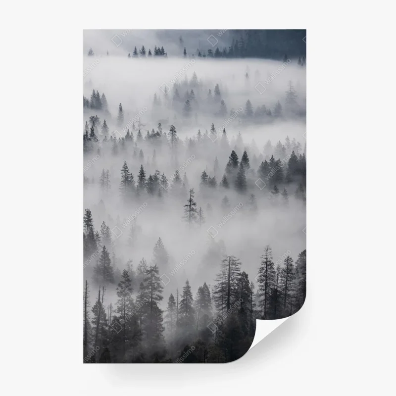 Fototapeta mglisty las sosnowy