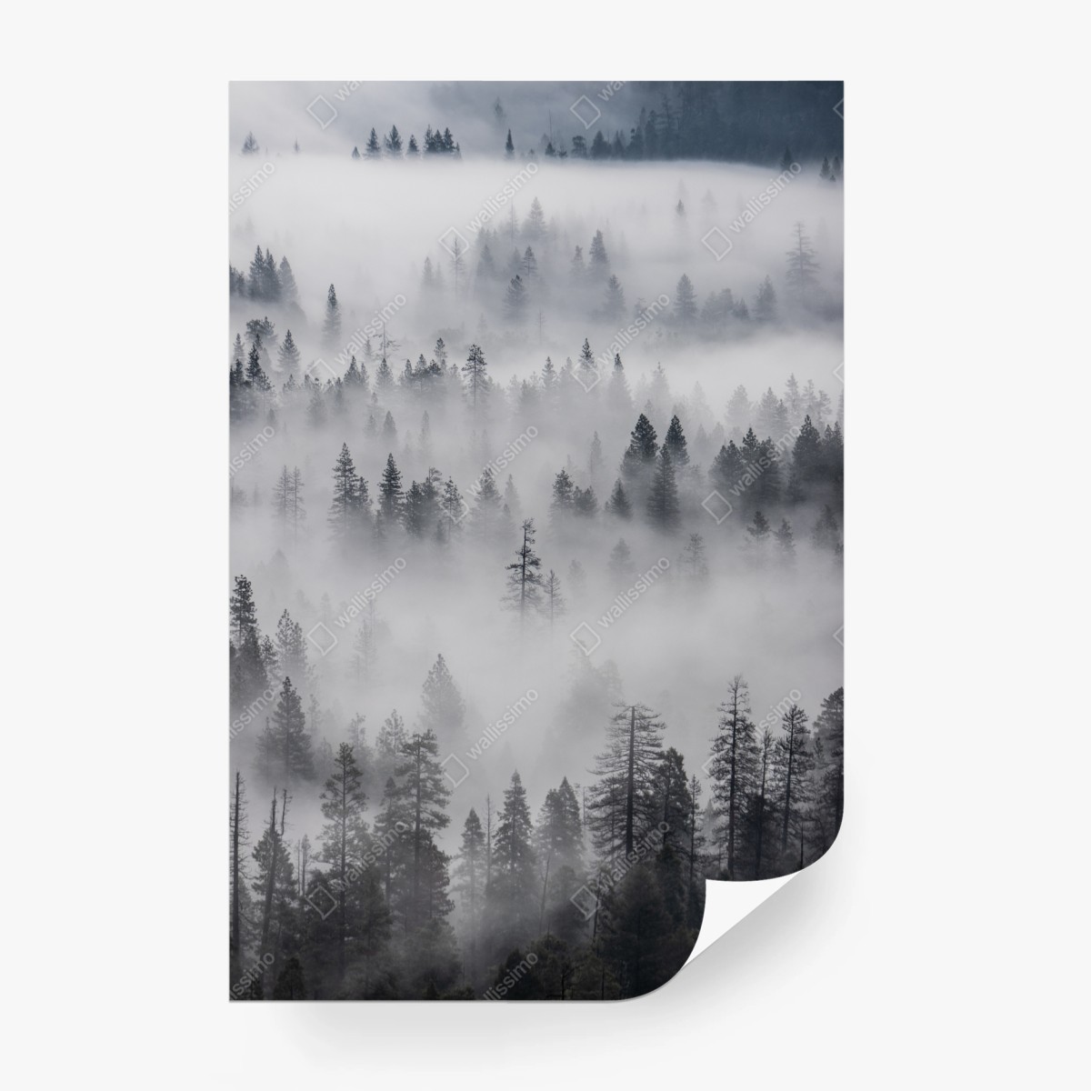 Fototapeta mglisty las sosnowy – Wallissimo®