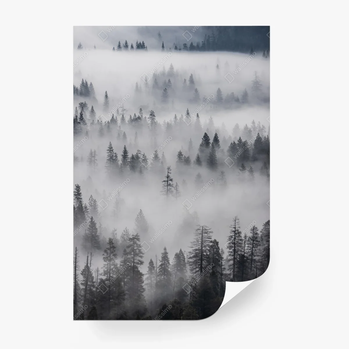 Fototapeta mglisty las sosnowy – Wallissimo® Fototapeta mglisty las sosnowy – Wallissimo®