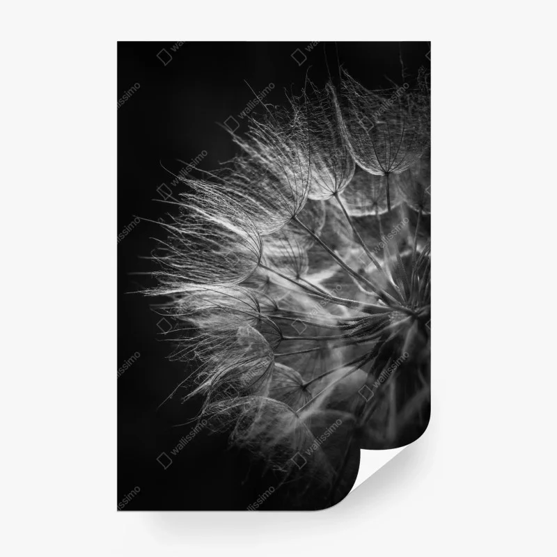 Fototapeta delikatny puch dmuchawca w monochromie