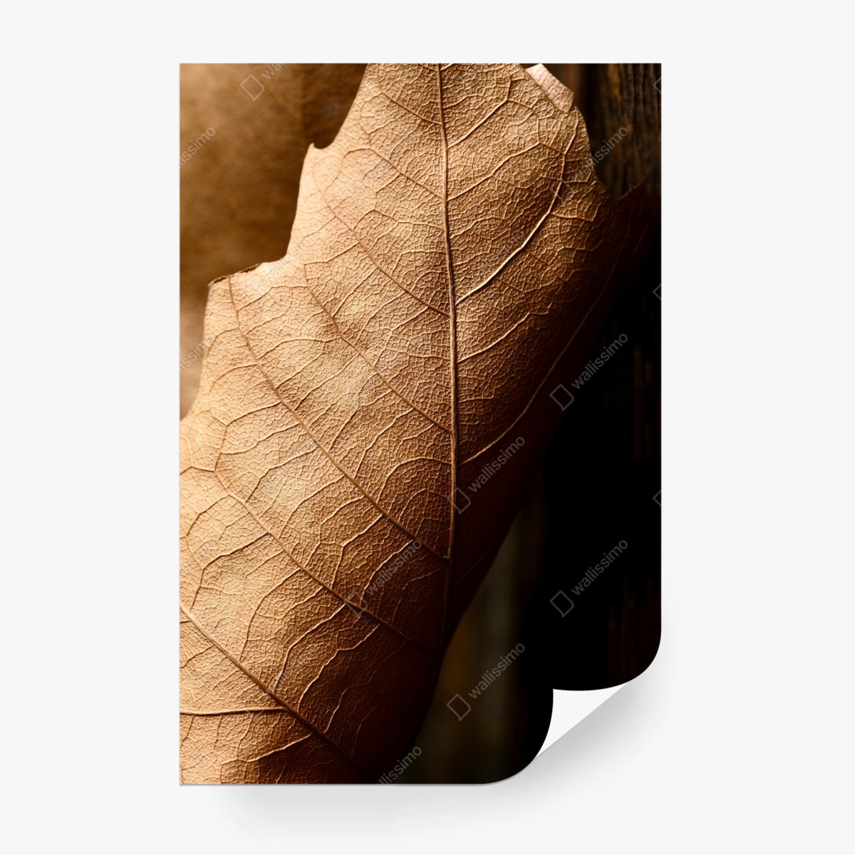 Fototapeta tekstura suchego liścia w zbliżeniu – Wallissimo® Fototapeta tekstura suchego liścia w zbliżeniu – Wallissimo®