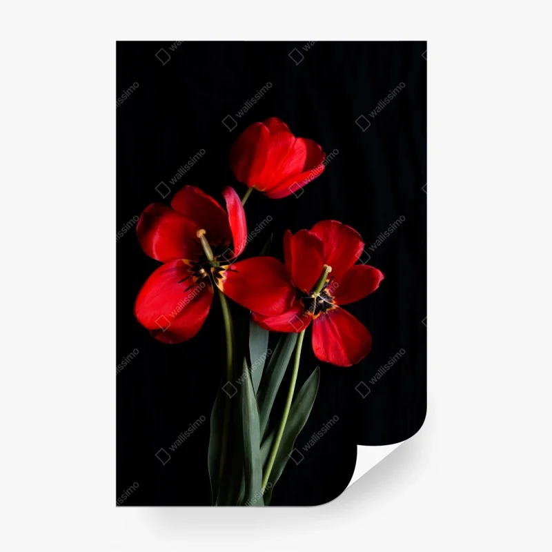 Fototapeta trzy czerwone tulipany na czarnym tle