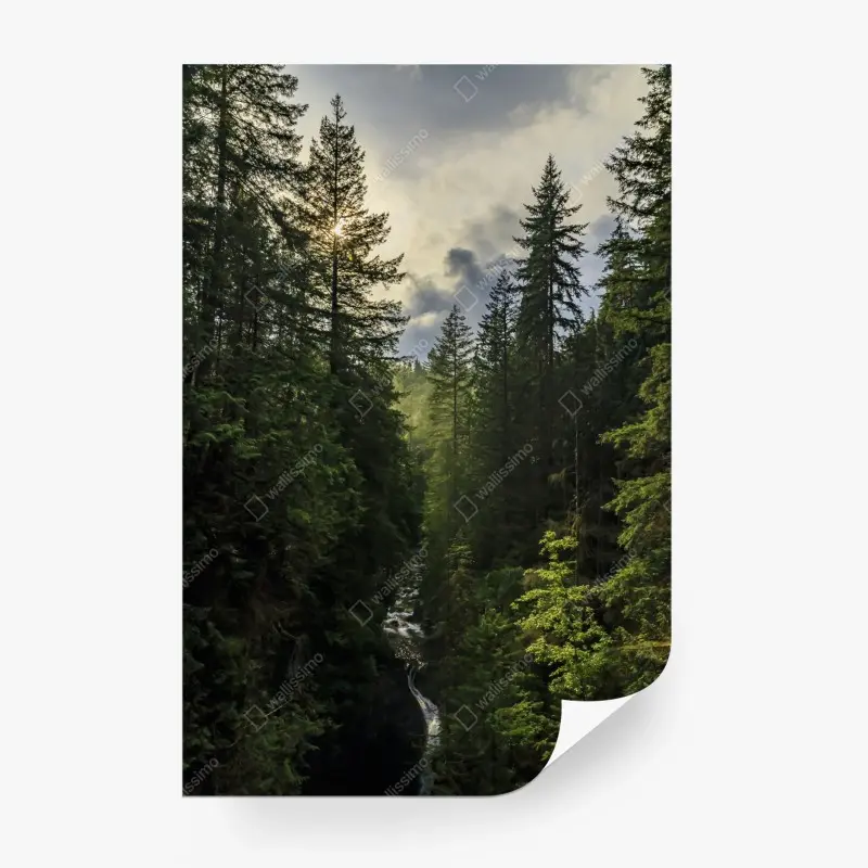 Fototapeta mglisty iglasty las z wodospadem