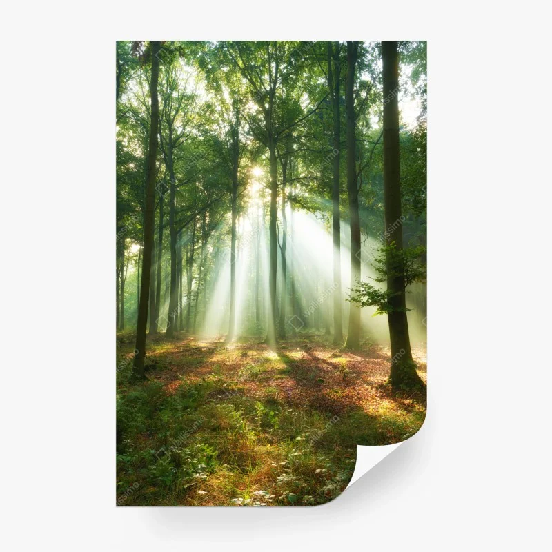 Fototapeta poranne światło w lesie