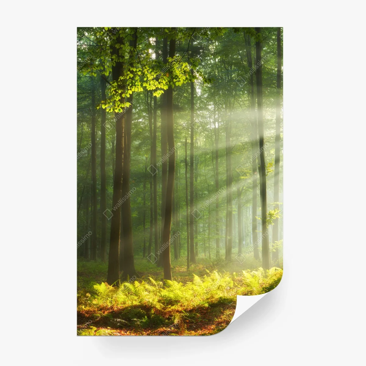 Fototapeta poranne światło w lesie – Wallissimo®