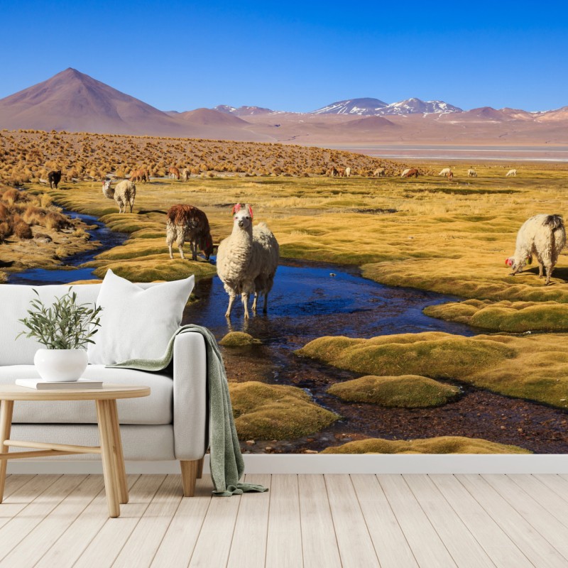 Fototapeta lamy na Altiplano
