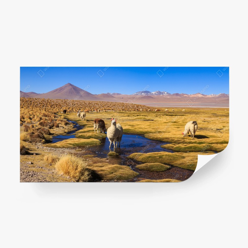 Fototapeta lamy na Altiplano
