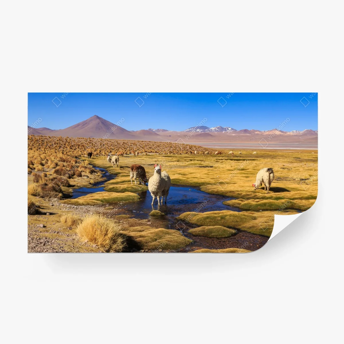 Fototapeta lamy na Altiplano – Wallissimo® Fototapeta lamy na Altiplano – Wallissimo®