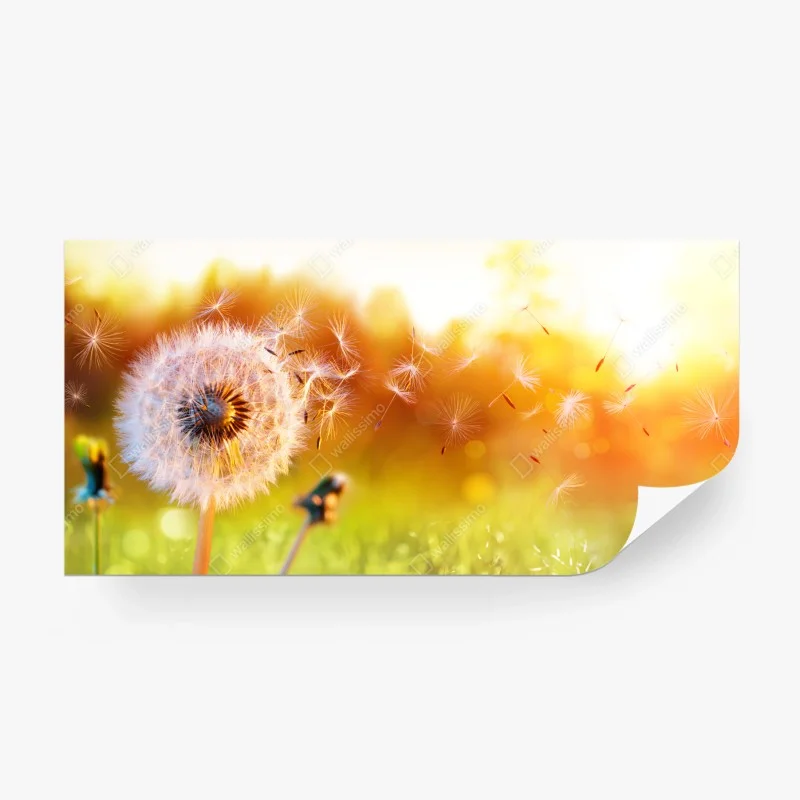 Fototapeta złoty dmuchawiec o zachodzie słońca