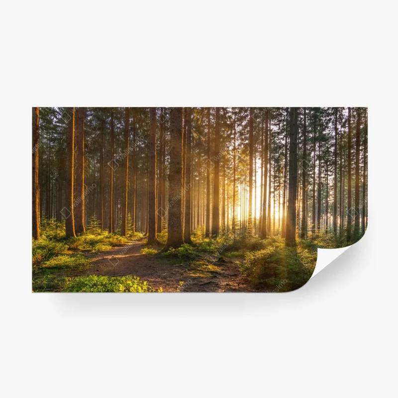 Fototapeta słoneczny las o poranku
