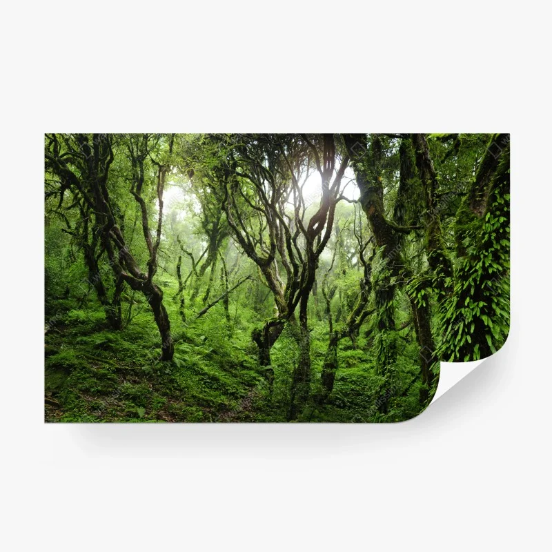 Fototapeta mistyczny zielony las – Wallissimo® Fototapeta mistyczny zielony las – Wallissimo®