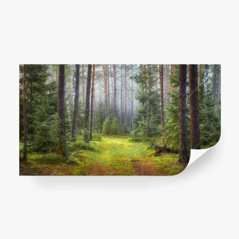 Fototapeta mglisty sosnowy las z ścieżką