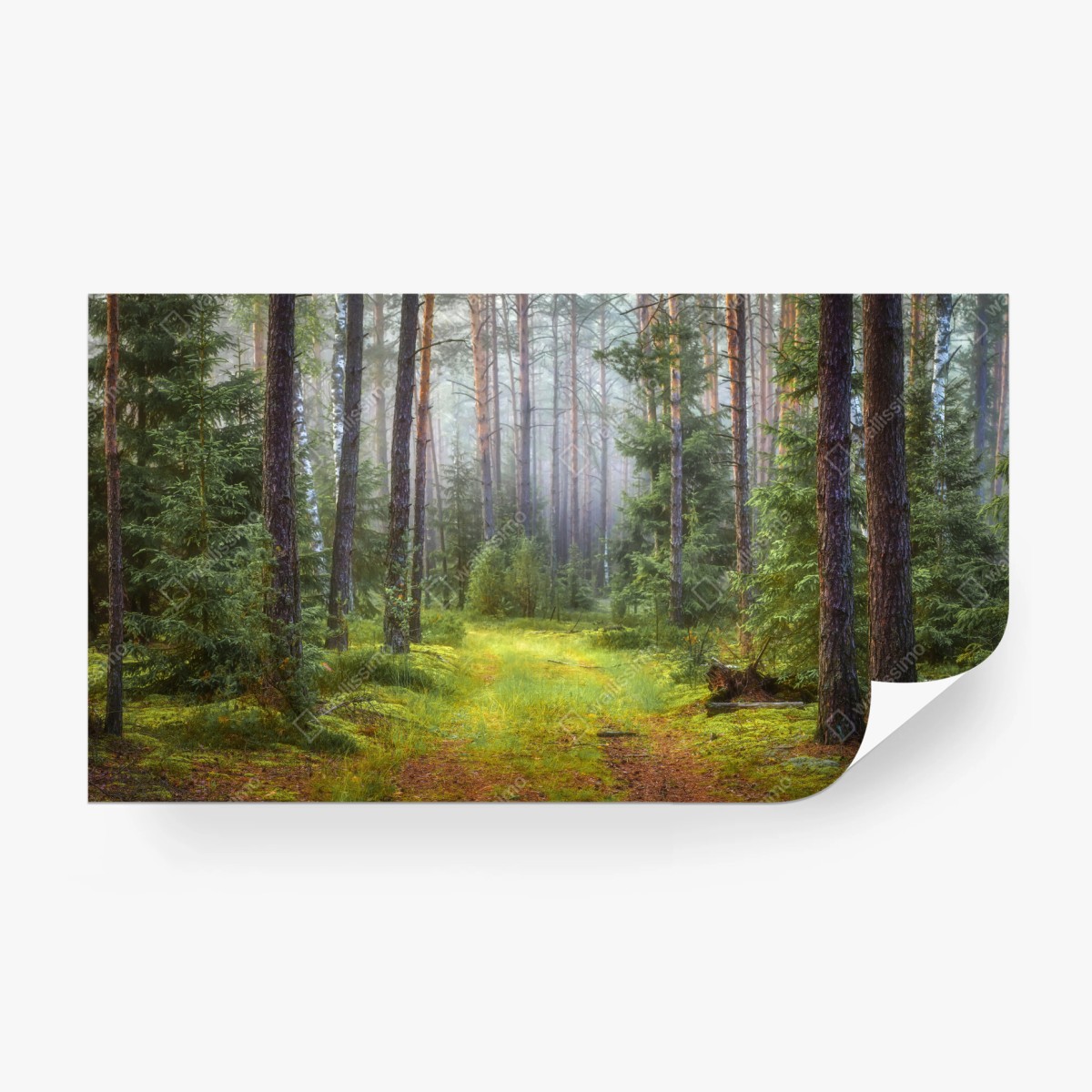 Fototapeta mglisty sosnowy las z ścieżką – Wallissimo®
