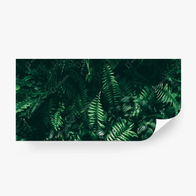 Fototapeta bujne tropikalne liście – Wallissimo® Fototapeta bujne tropikalne liście – Wallissimo®