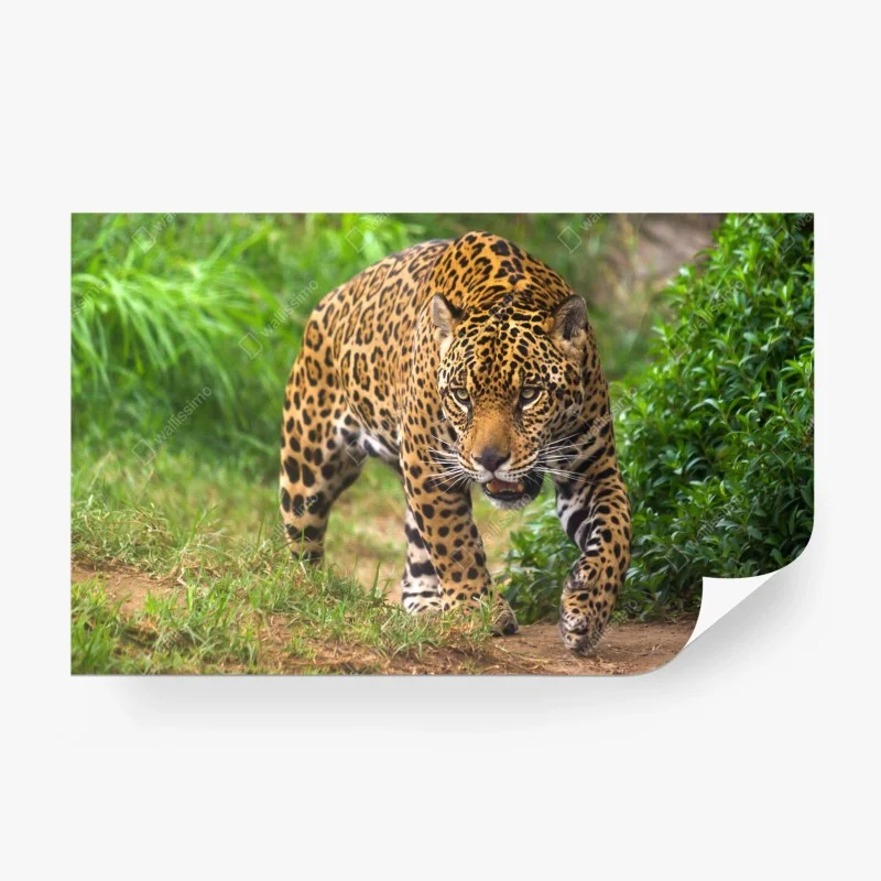 Fototapeta majestatyczny jaguar w naturze