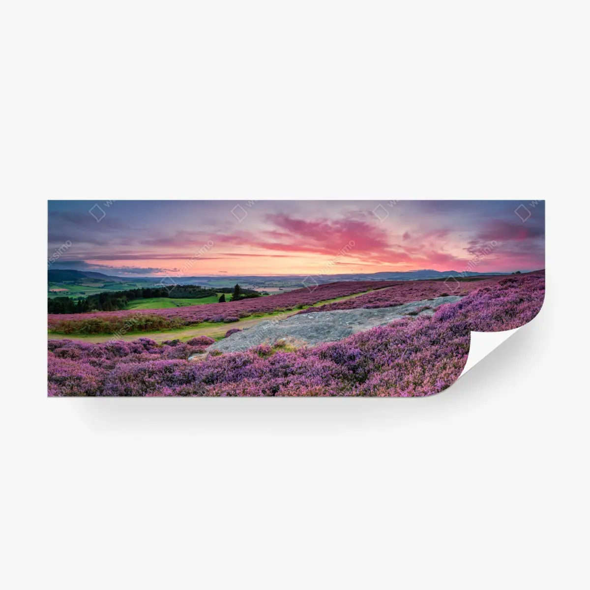 Fototapeta fioletowe wrzosowiska o zachodzie słońca – Wallissimo®
