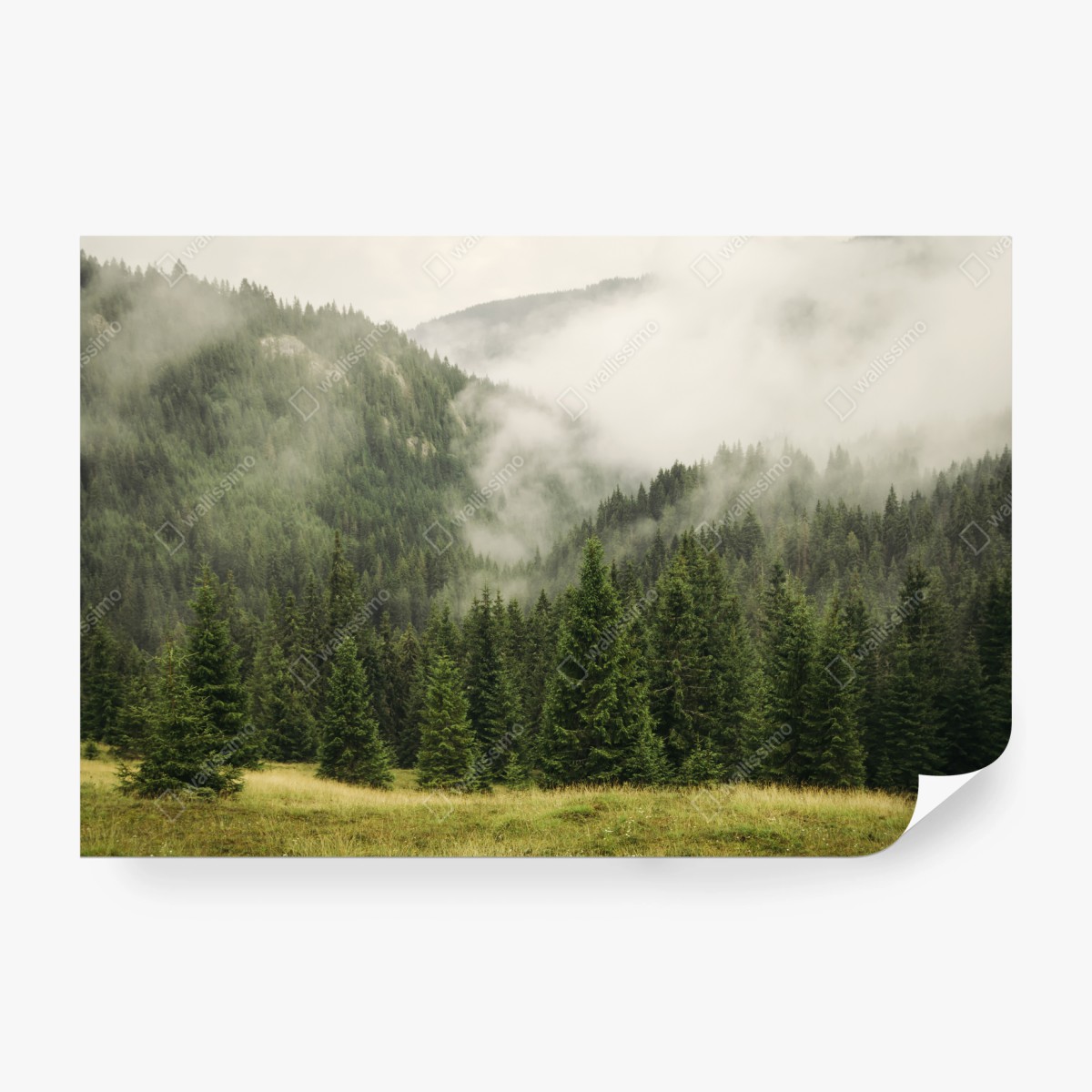 Fototapeta mglisty las iglasty – Wallissimo® Fototapeta mglisty las iglasty – Wallissimo®