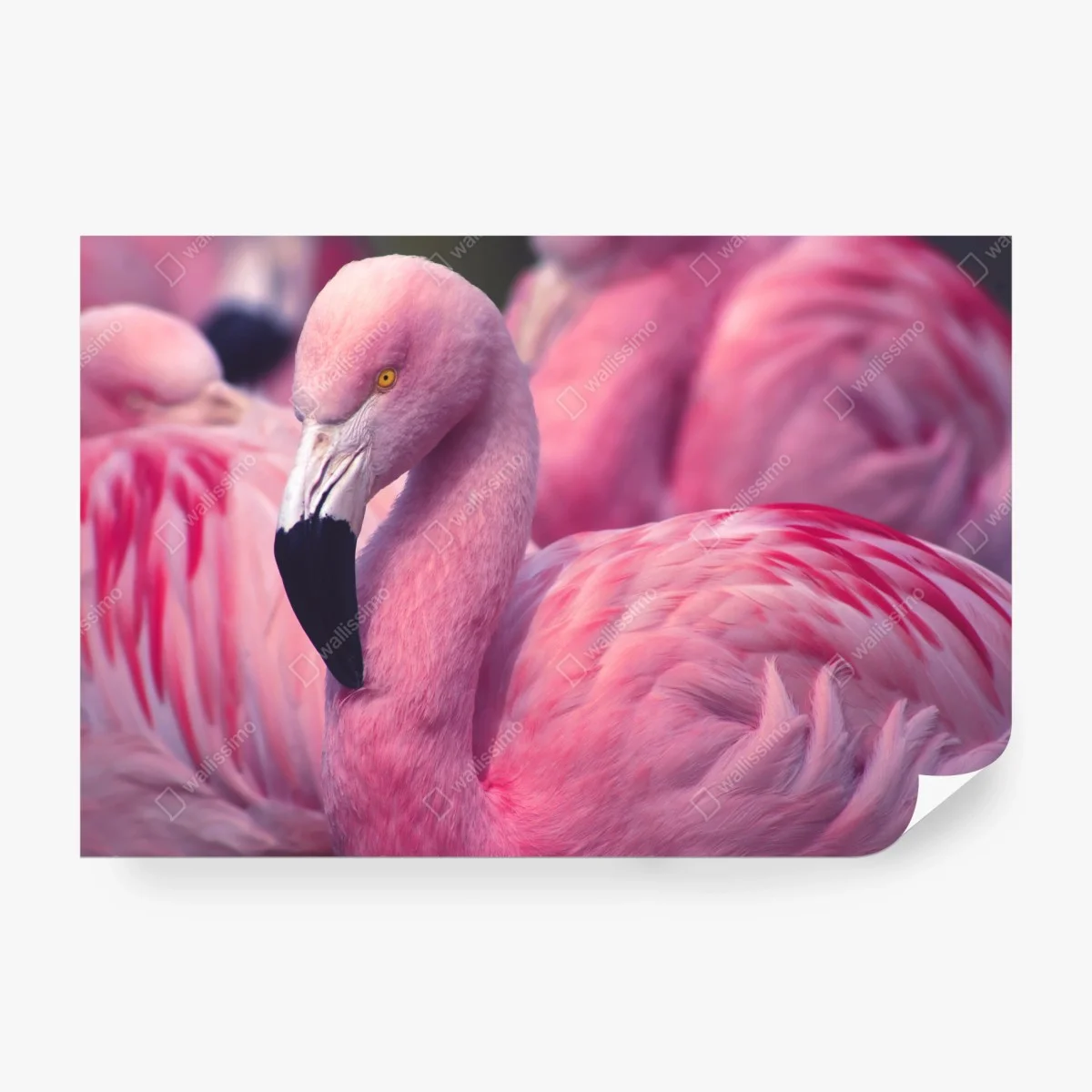 Fototapeta różowy portret flaminga – Wallissimo® Fototapeta różowy portret flaminga – Wallissimo®