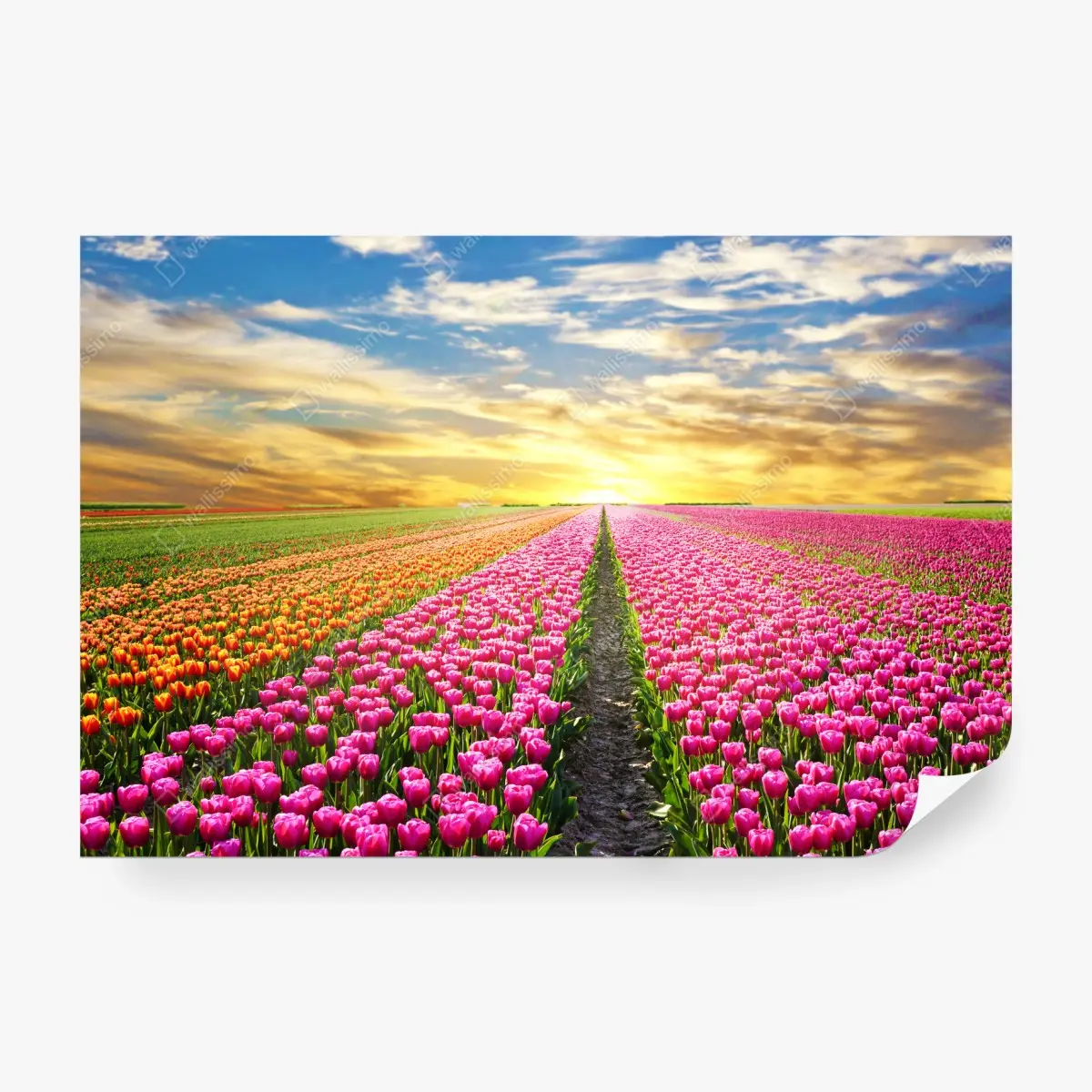 Fototapeta wschód słońca nad polami tulipanów w Holandii – Wallissimo®