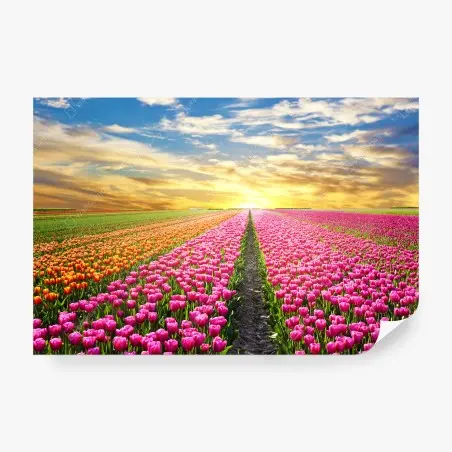 Fototapeta wschód słońca nad polami tulipanów w Holandii – Wallissimo®