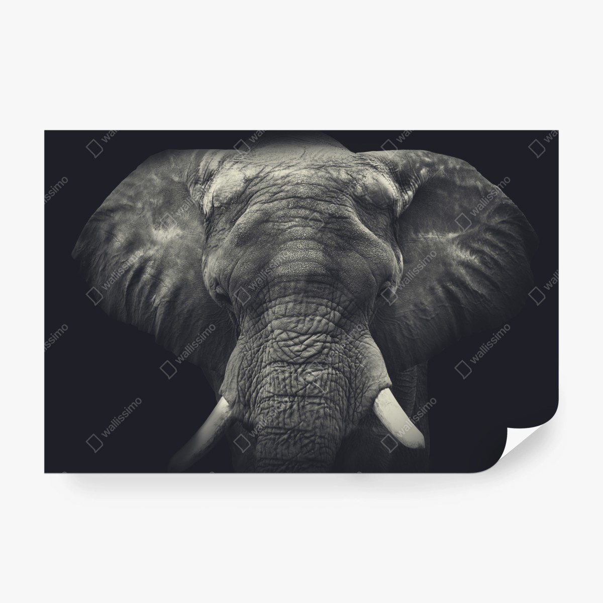 Fototapeta dostojny portret słonia w monochromie – Wallissimo®