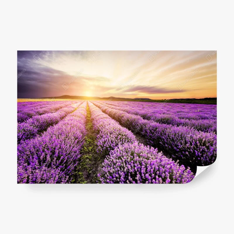 Fototapeta wschód słońca nad polami lawendy