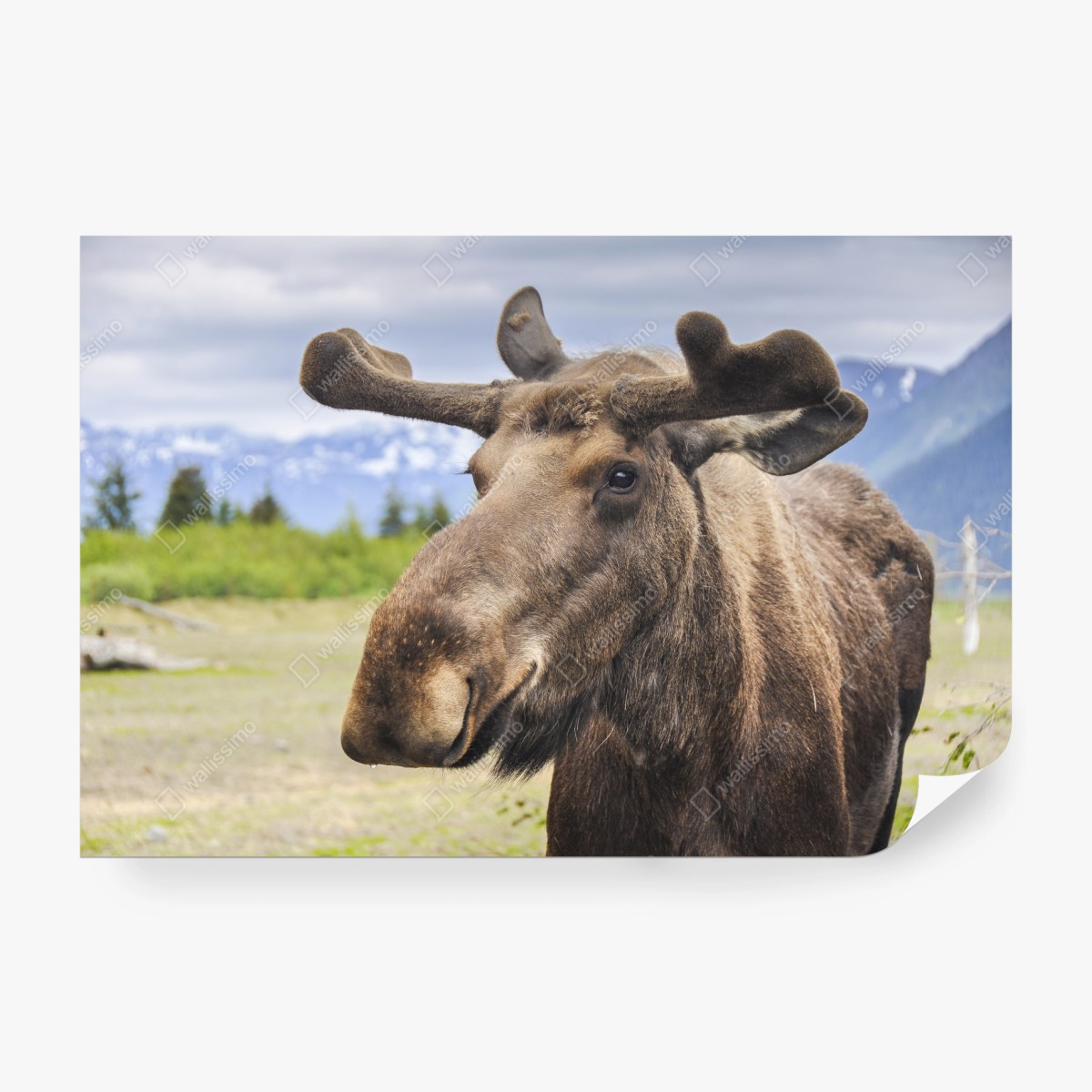 Fototapeta portret łosia na tle gór – Wallissimo®