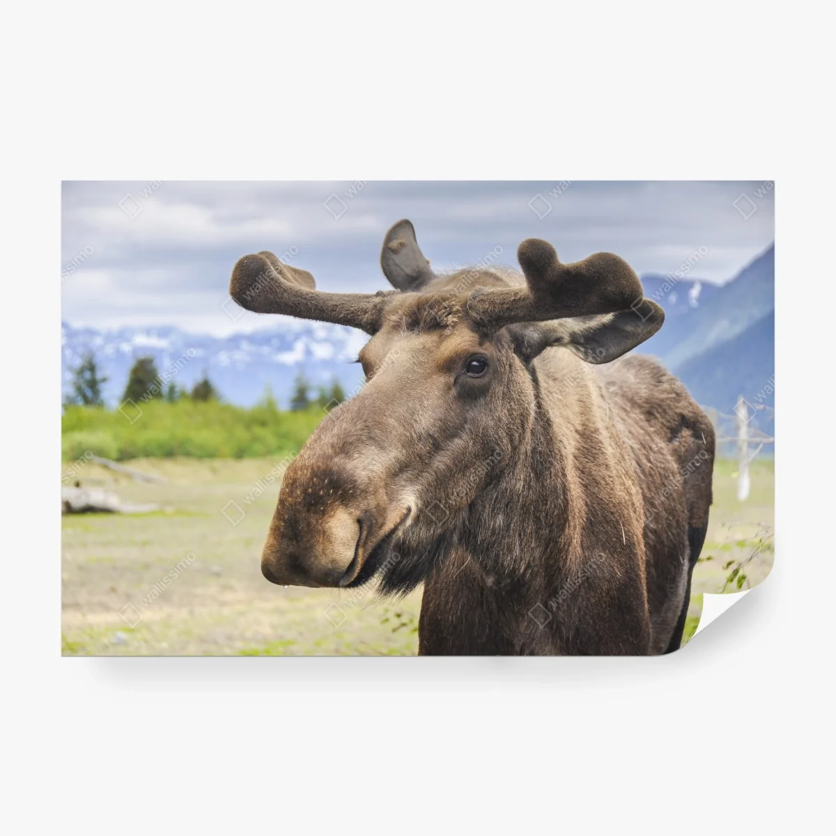 Fototapeta portret łosia na tle gór – Wallissimo® Fototapeta portret łosia na tle gór – Wallissimo®