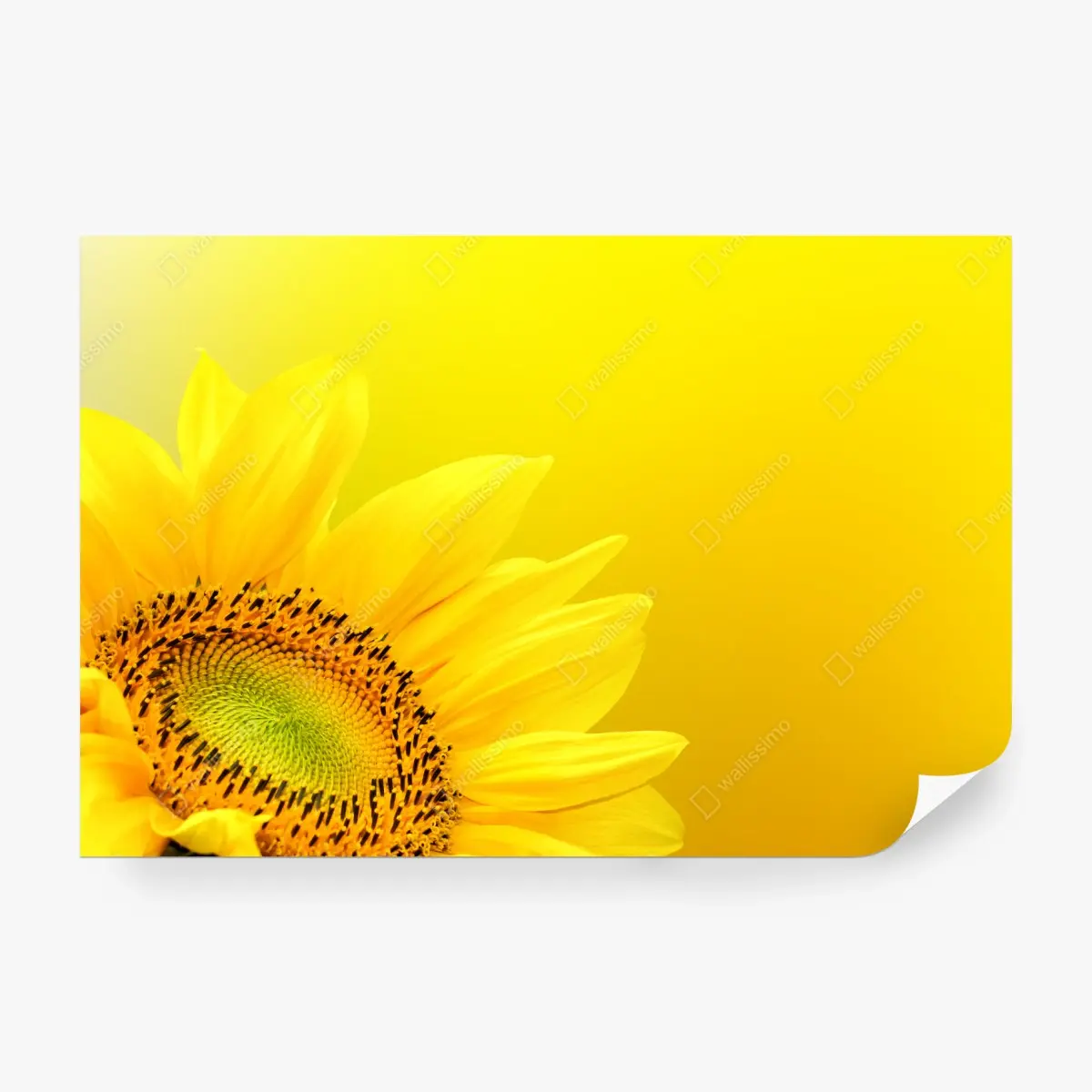 Fototapeta żywy słonecznik z bliska na żółtym tle – Wallissimo®