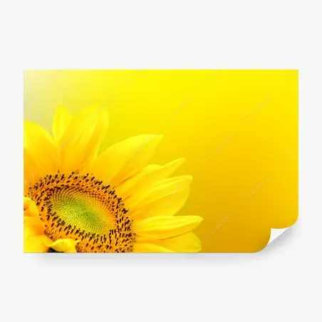 Fototapeta żywy słonecznik z bliska na żółtym tle – Wallissimo®