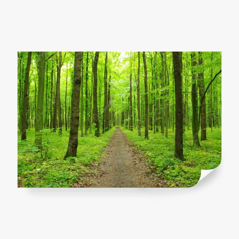 Fototapeta spokojna zielona ścieżka w lesie – Wallissimo®