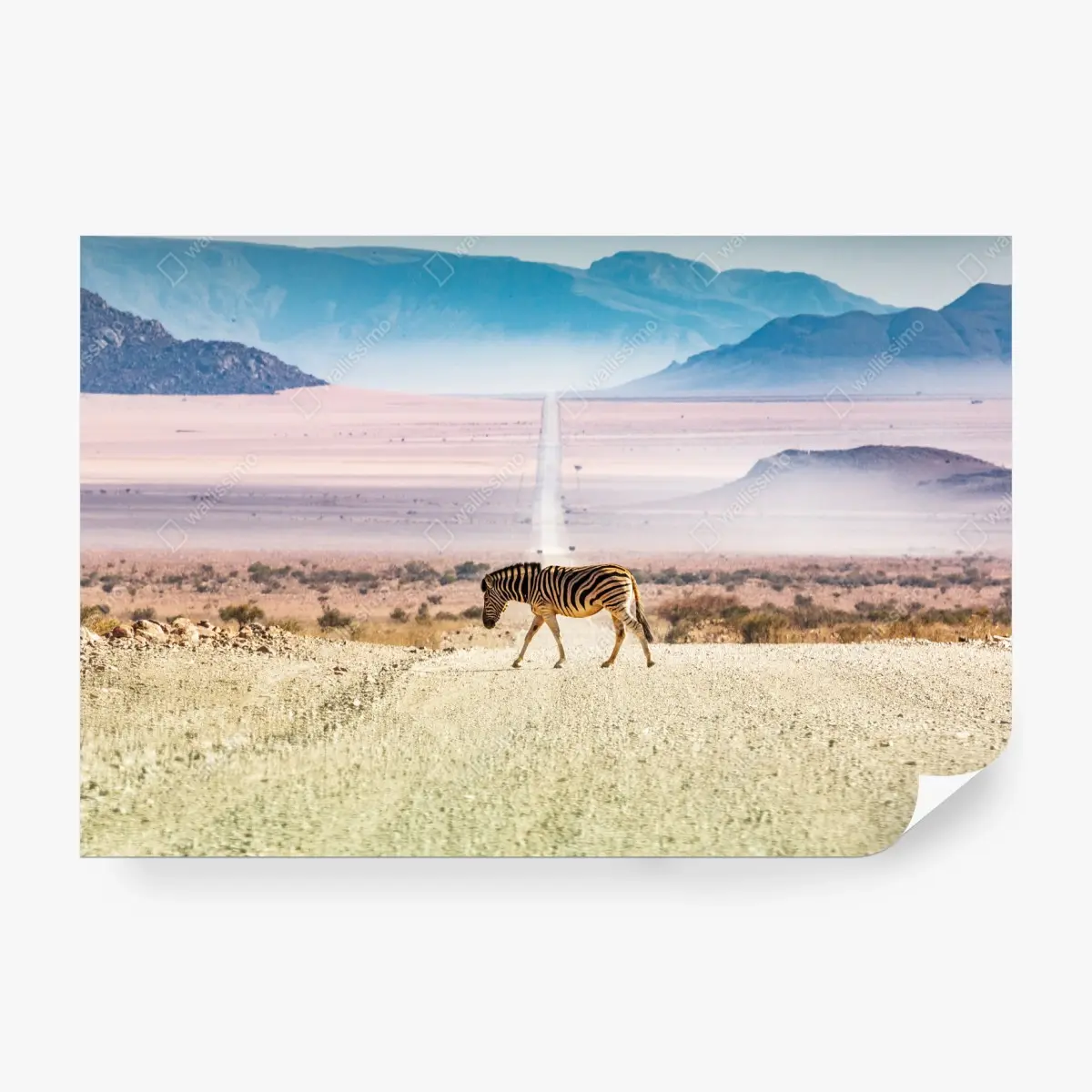 Fototapeta zebra na pustynnej drodze – Wallissimo®
