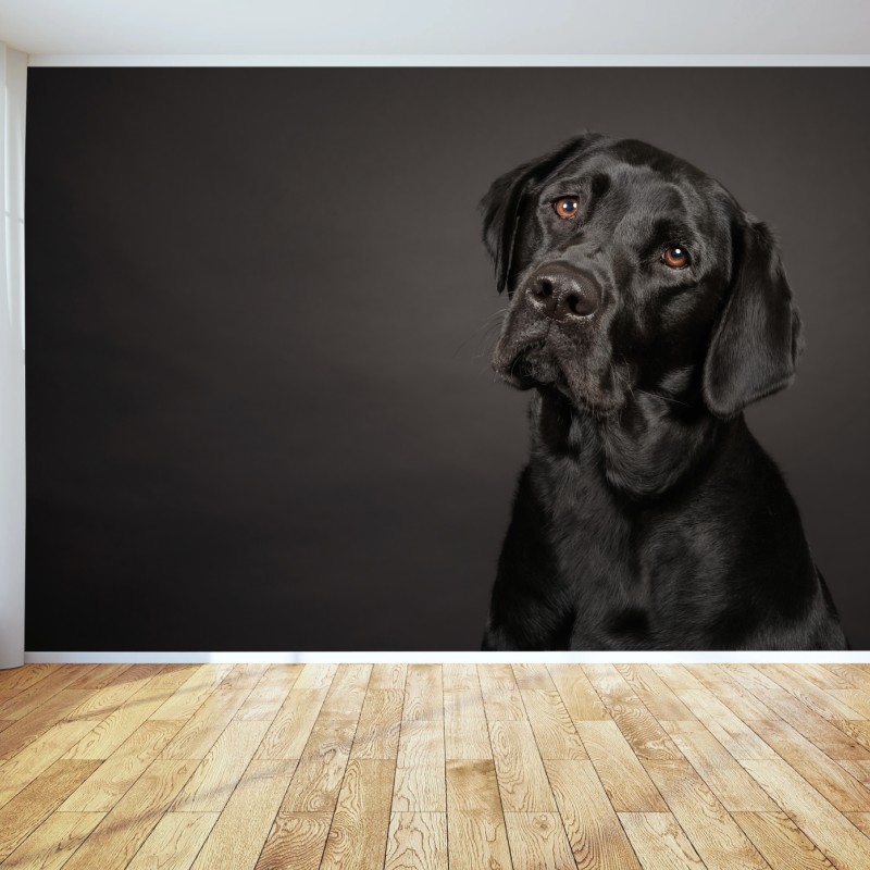 Fototapeta portret studyjny czarnego labradora