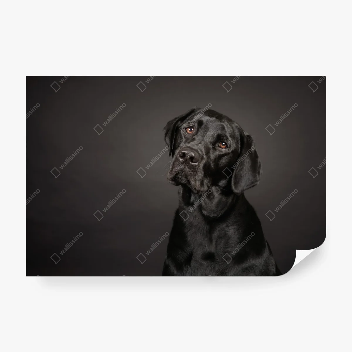 Fototapeta portret studyjny czarnego labradora – Wallissimo®