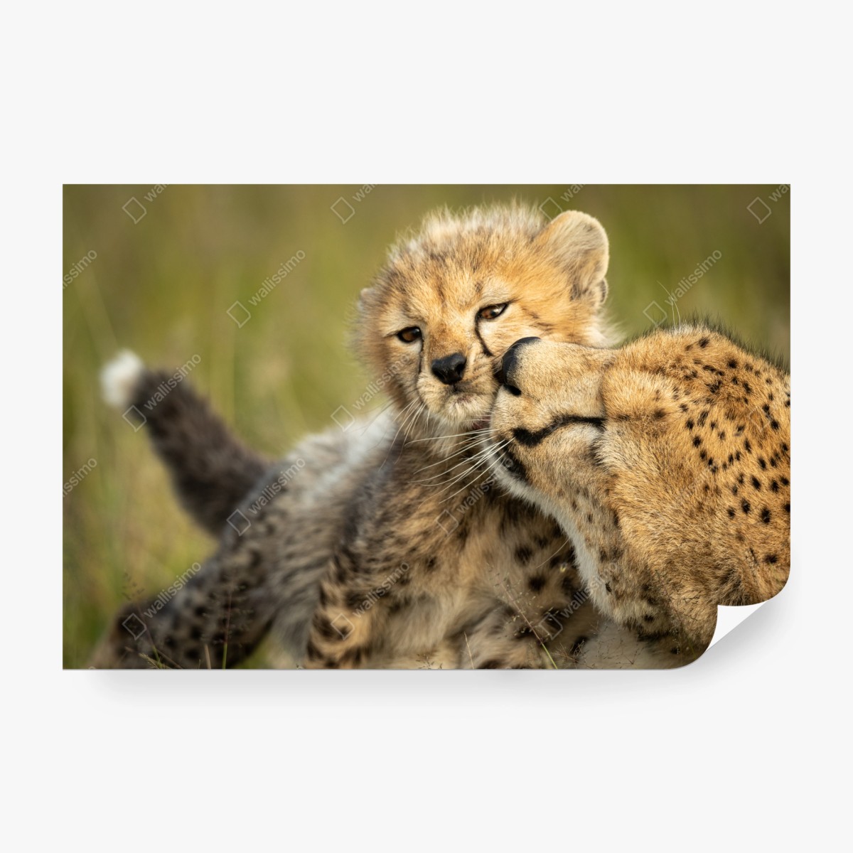 Fototapeta matka geparda przytulająca młodego – Wallissimo®
