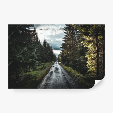 Fototapeta leśna droga wśród sosen – Wallissimo®