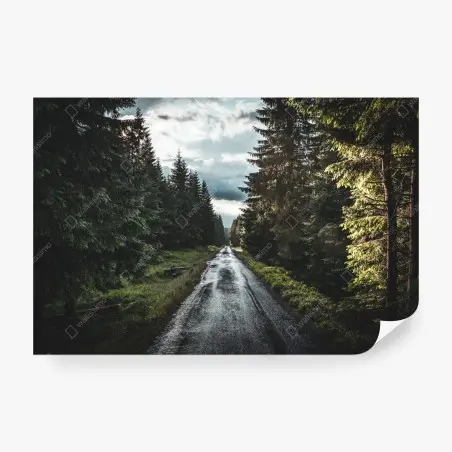 Fototapeta leśna droga wśród sosen – Wallissimo®