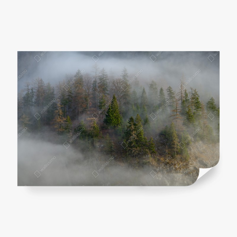 Fototapeta mglisty górski las