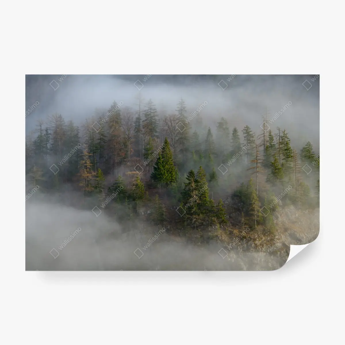 Fototapeta mglisty górski las – Wallissimo®