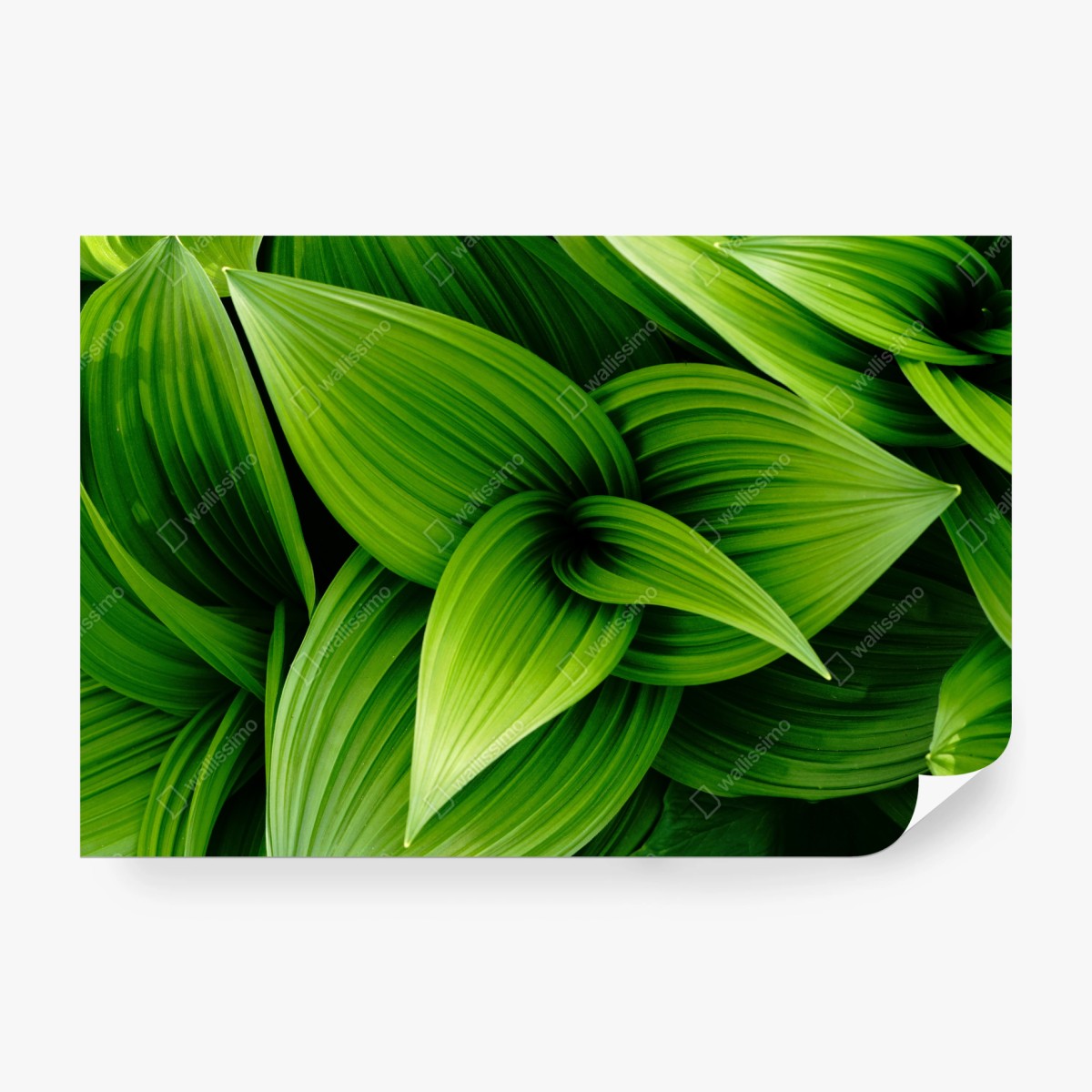 Fototapeta gęste zielone liście – Wallissimo®