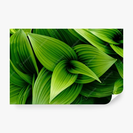 Fototapeta gęste zielone liście – Wallissimo®