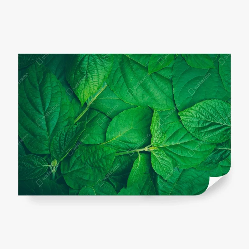 Fototapeta soczyste zielone liście