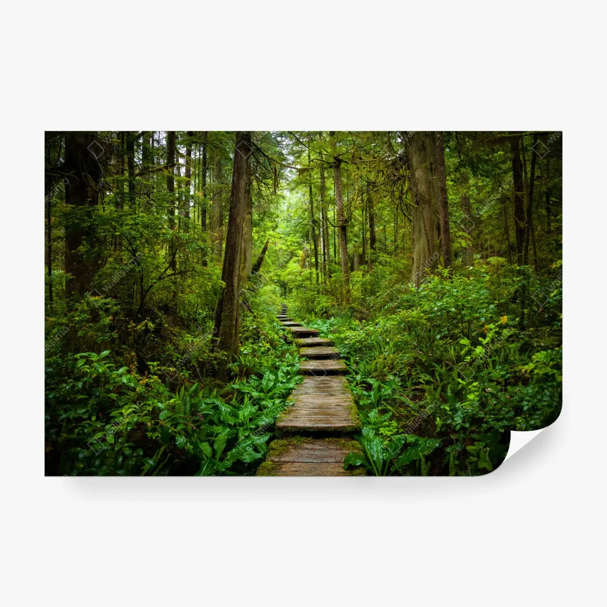 Fototapeta spokojna leśna kładka – Wallissimo®