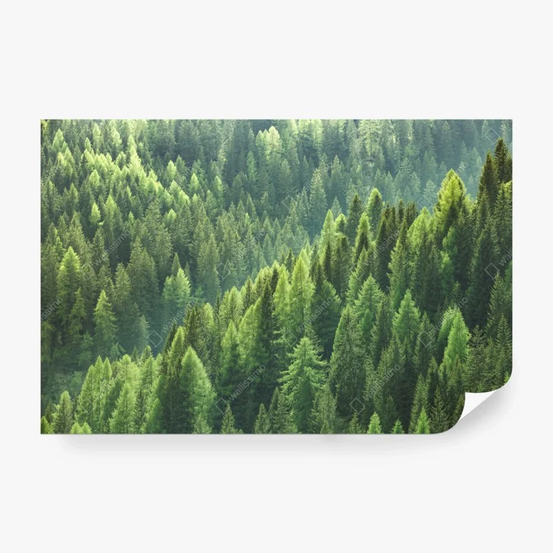 Fototapeta bujna zielona panorama lasu