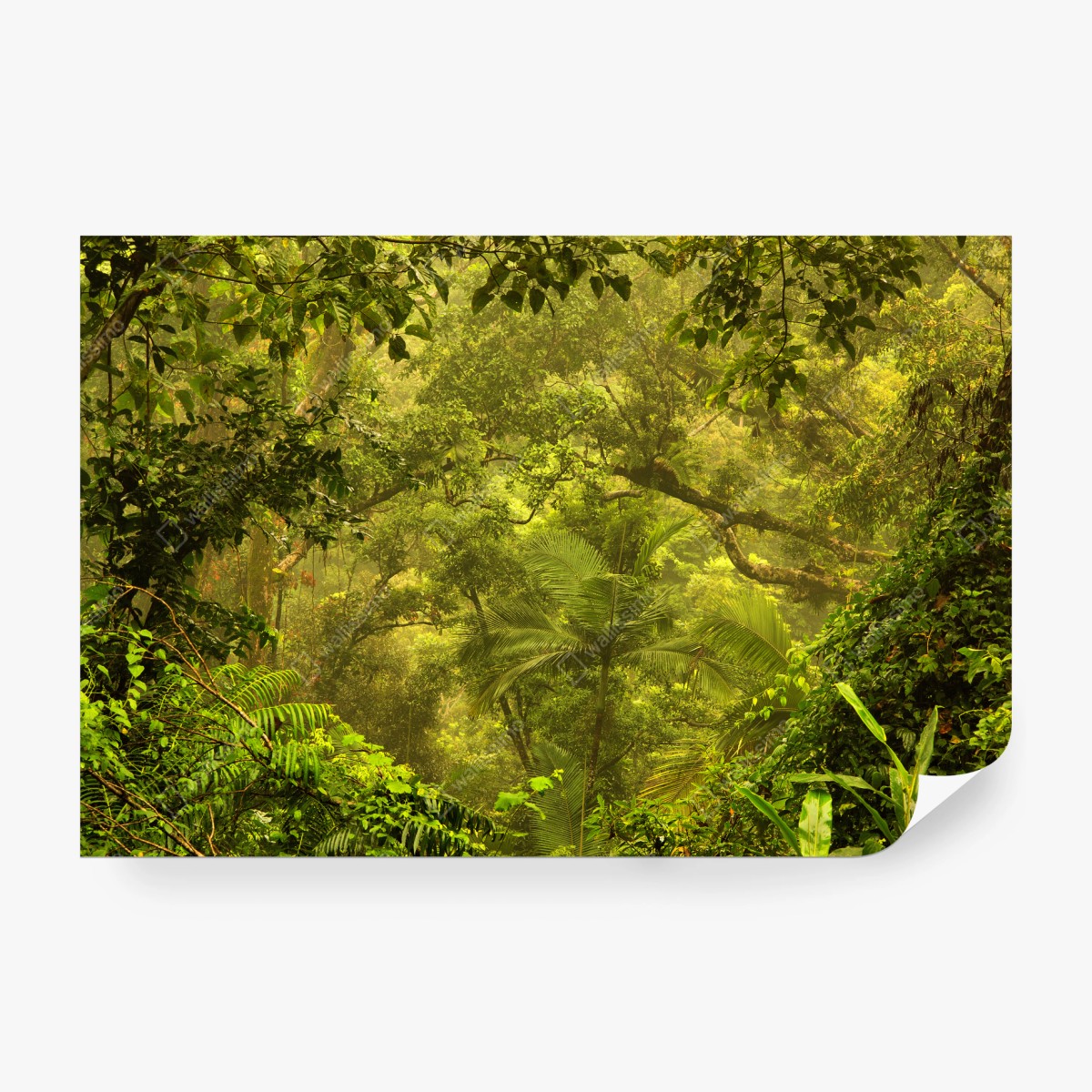 Fototapeta bujna pokrywa lasu deszczowego przy Cairns – Wallissimo®