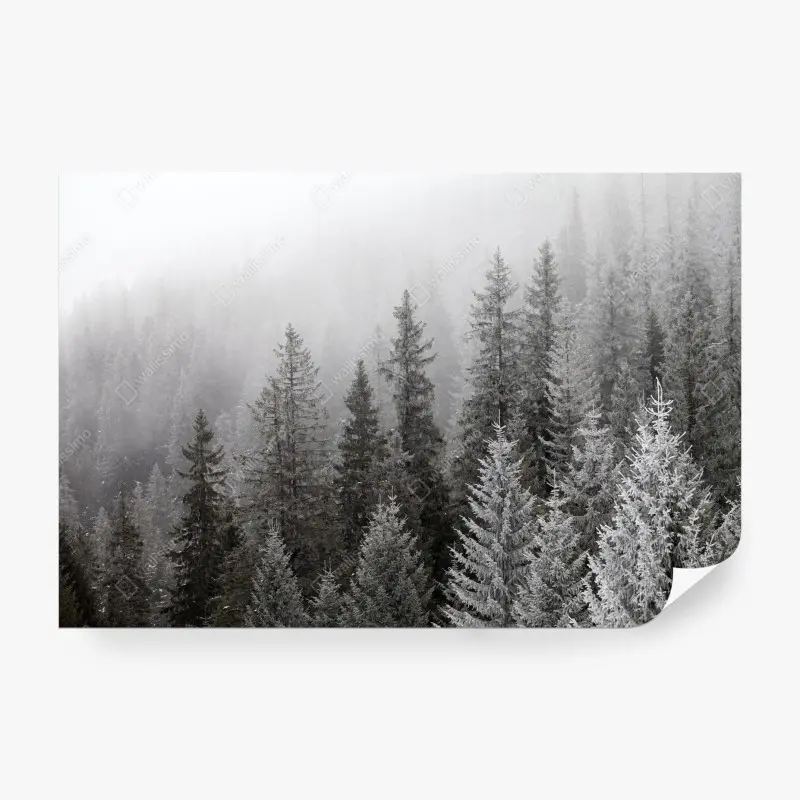 Fototapeta mglisty zimowy las w Karpatach