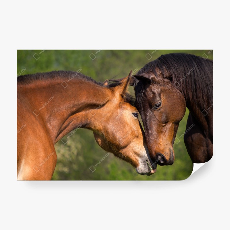 Fototapeta delikatne objęcie koni