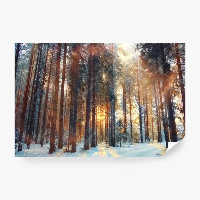 Fototapeta zimowy las o świcie