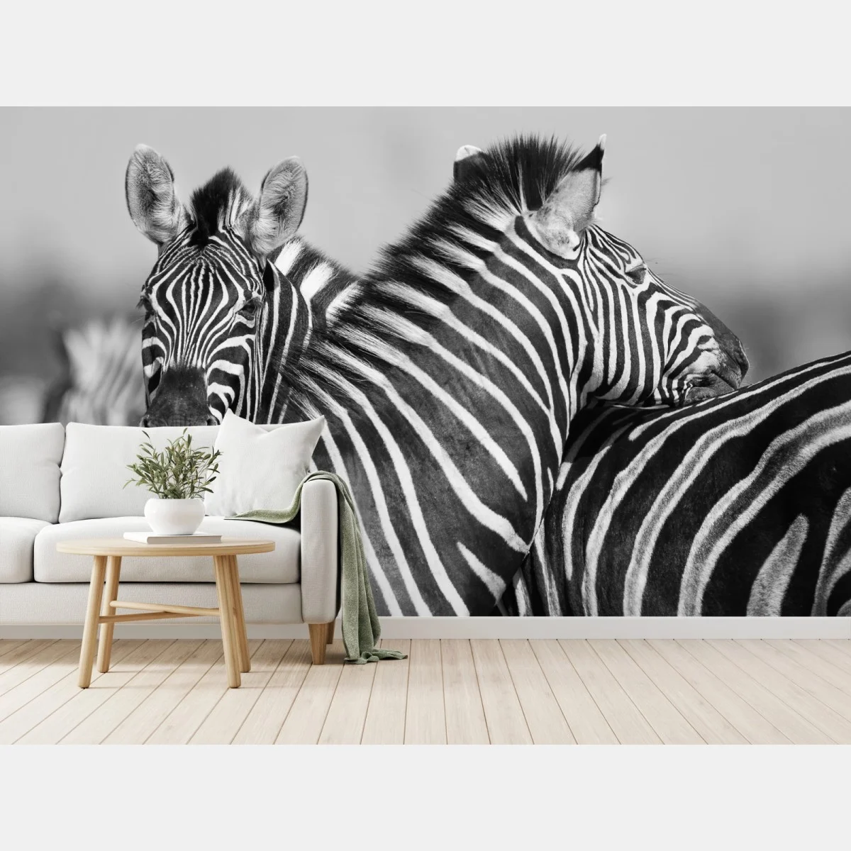 Fototapeta zebry splecione w monochromie – Wallissimo® Fototapeta zebry splecione w monochromie – Wallissimo®