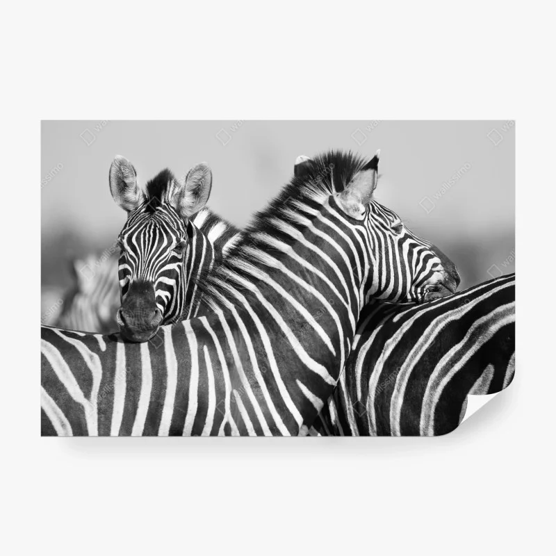 Fototapeta zebry splecione w monochromie